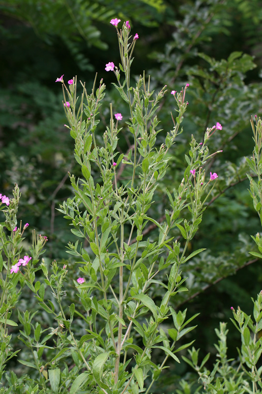 Epilobium hirsutum